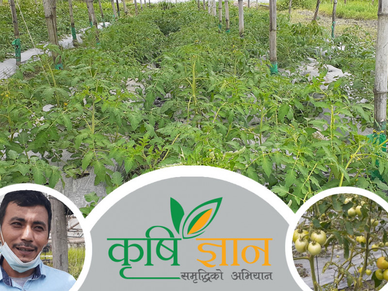विदेश छोडेर टनेलमुनि रमाइरहेका समिर, जो मासिक १ लाख रुपैयाँ गोलभेँडा खेतीबाटै कमाउँछन्