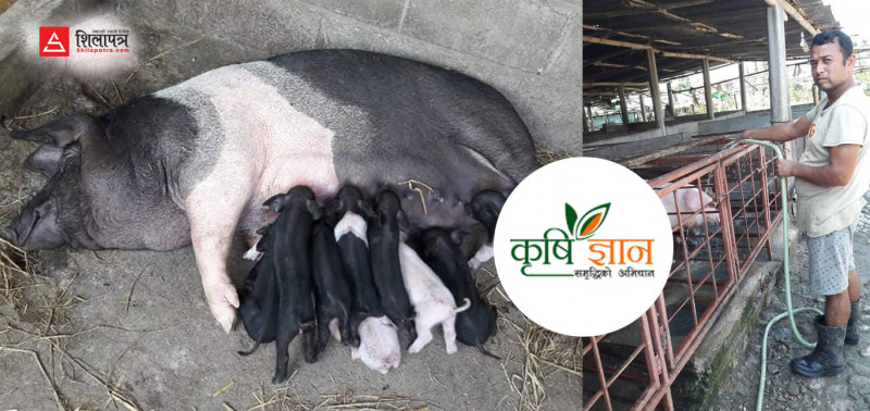 १३ वर्षकाे विदेशी कमाइले बंगुर पाल्दै श्रेष्ठ, भन्छन्- 'अनुदान कहाँ पाइन्छ ?'