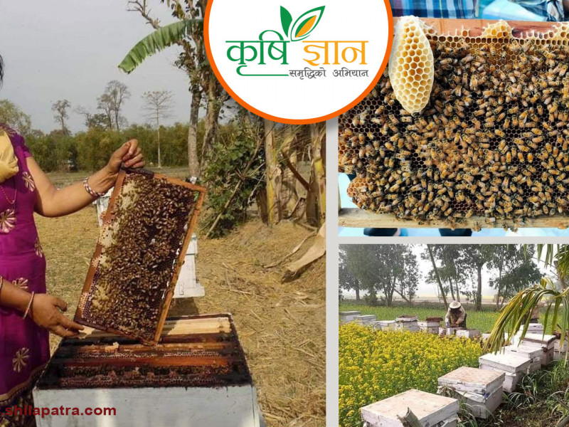 मौरीले फेरिएको गोमाको जीवन : छोरालाई डिग्री पढाइन्, शहरमा घडेरी जोडिन्