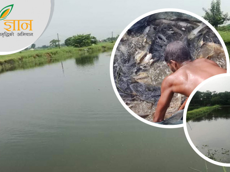 गर्न सके नेपालमै छ पैसा, चन्द्र र विरुले माछा बेचेरै कमाउँछन्  वर्षको अढाई करोड