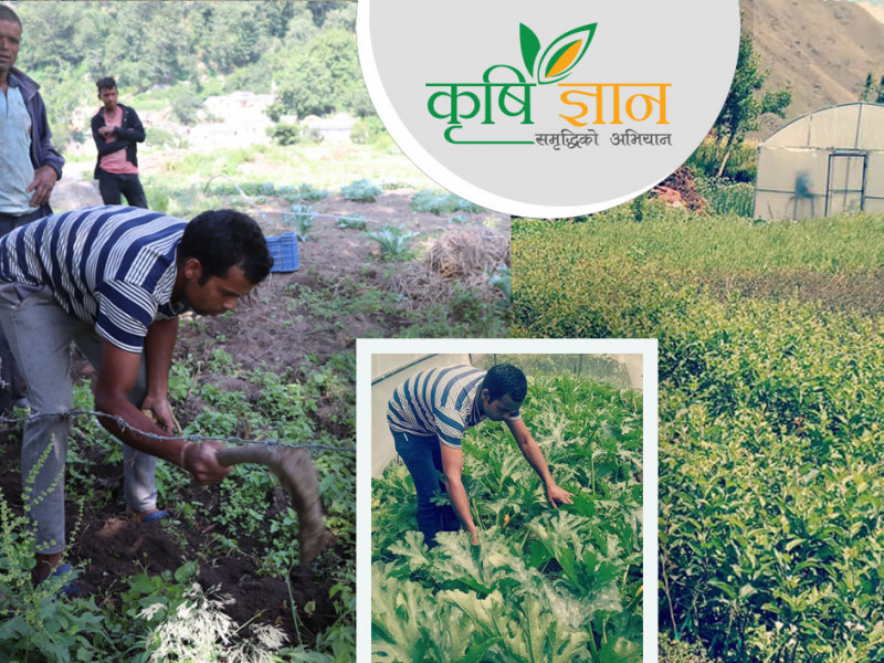 कालीकाेटका पुष्पराजले तरकारी बेचेरै कमाउँछन् महिनामा १ लाख