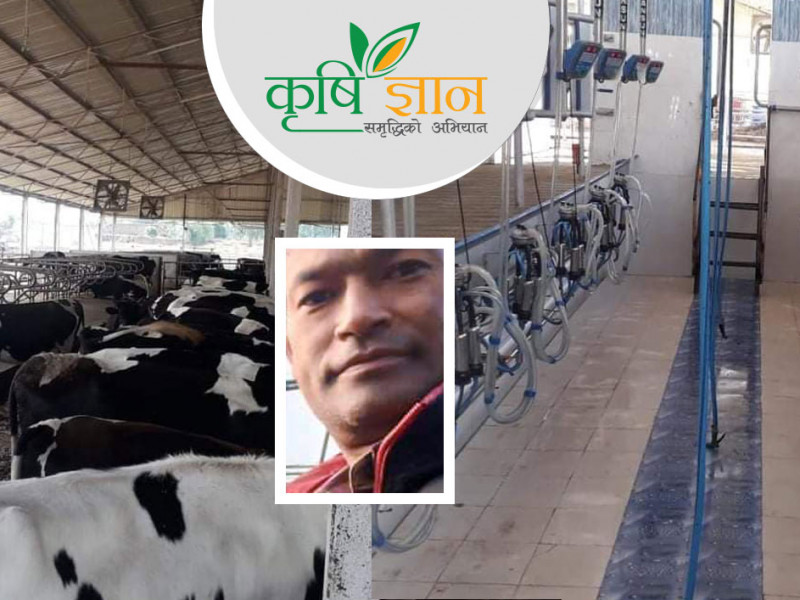 त्रिविका उपप्राध्यापककाे कृषि कर्म : गाई, बाख्राबाटै महिनाको ६ लाख आम्दानी