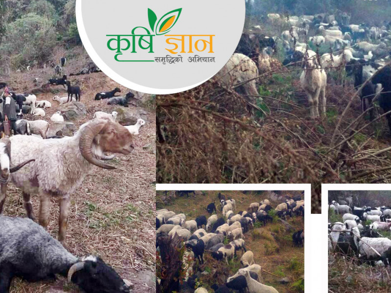 २६ वर्षदेखि भेडीगोठ स्याहार्दै बसेका टुकबहादुर भन्छन्, 'जाँगर भए गाउँमै कमाइन्छ महिनाकाे एक लाख'