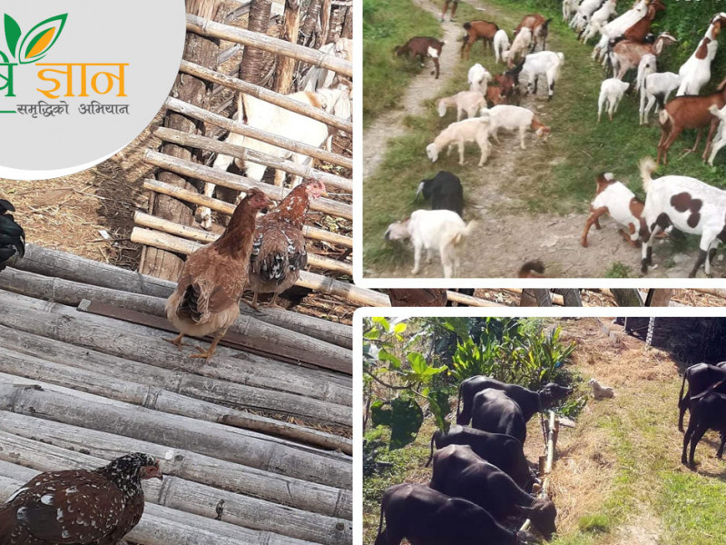 बाँझो जमिन भाडामा लिएर कृषि कर्ममा, लेखनाथले गाउँमै कमाउँछन् महिनाकाे ५० हजार