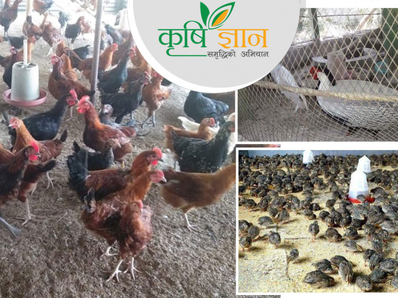 ५० हजारकाे लगानी ४० लाख भयाे, किसान यज्ञराज भन्छन्, 'अब जाेस आयो'