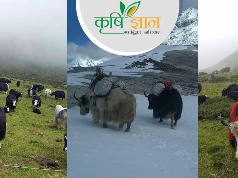 पुर्ख्याैली पेसा जाेगाउन उद्यत शेर्पा दाजुभाइ, जसले चाैँरी पालेर गाउँमै कमाउँछन् मासिक डेढ लाख