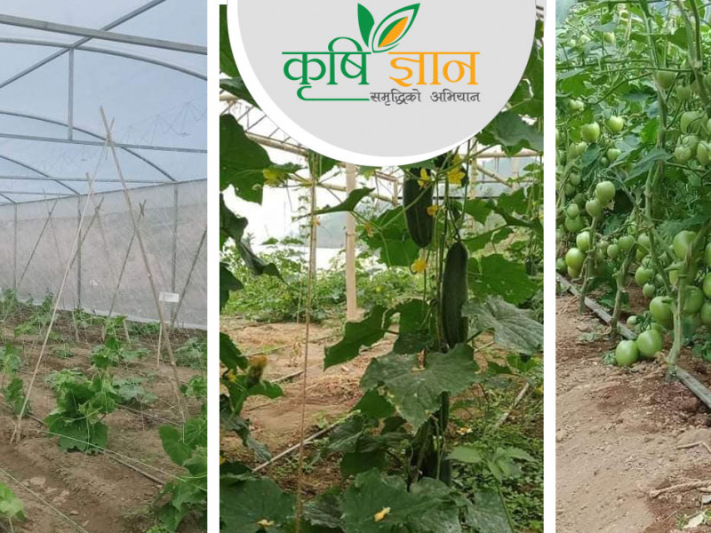 गाउँमा तरकारी खेती गरेर महिनाकाे १ लाख कमाउँछन् पाँचथरका सुमन न्याैपाने