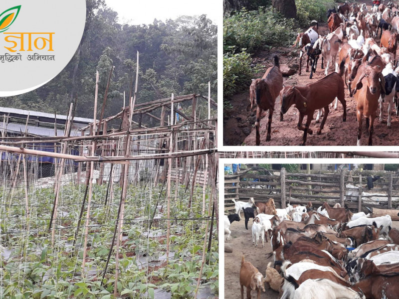 सेनाको जागिर छाडेर बाख्रा पाल्न थालेका उसमान भन्छन्, 'महिनाकाे ७० हजार चाेखाे बचाउँछु'