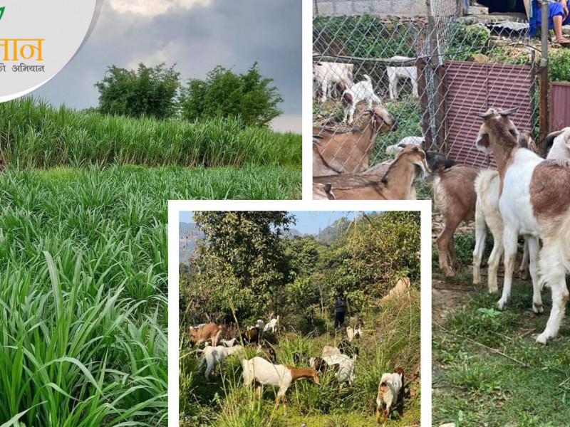 १५ वर्ष विदेश बसेर कमाएको पैसा कृषिमा, महिनैपिच्छे ७० हजार हातमा