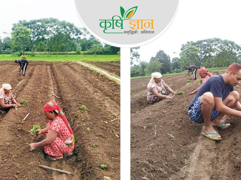 ट्राभल एजेन्सी बन्द गरेर बारी पसेका दीपकले कमाउँछन् महिनैपिच्छे एक लाख