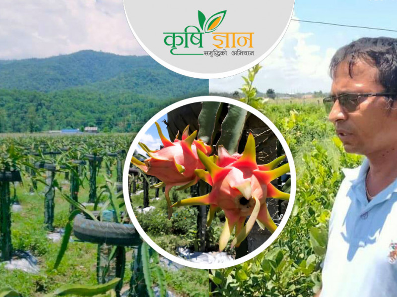 कृषिमा हरिशरणकाे तरक्की, भन्छन्- सुखले परिवार पालेकै छु, बिनाऋण गाडी चढेकै छु