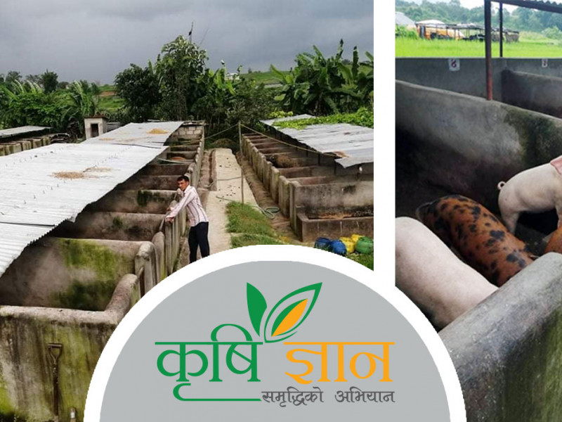 पाँच वर्ष अर्काकाे काम गरेका वीरबहादुरकाे आफ्नै बंगुर फार्म, वर्षमा ५० लाखकाे काराेबार