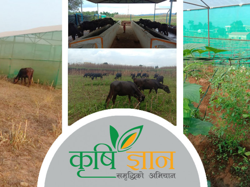 १२ वर्ष ट्रक चलाएपछि कृषिमा लागेका विजय भन्छन्, 'पाडापाडी १३ हजारमा किन्छु, २५ हजारमा बेच्छु'