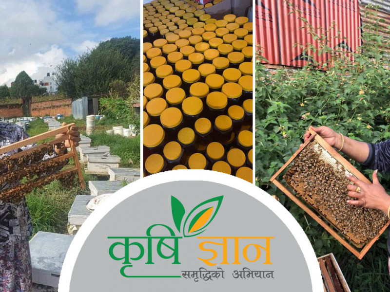 महबाट वार्षिक ८० लाख आम्दानी गर्ने सरिता भन्छिन्– व्यवसायमा टिक्नु नै ठूलो कुरा हो