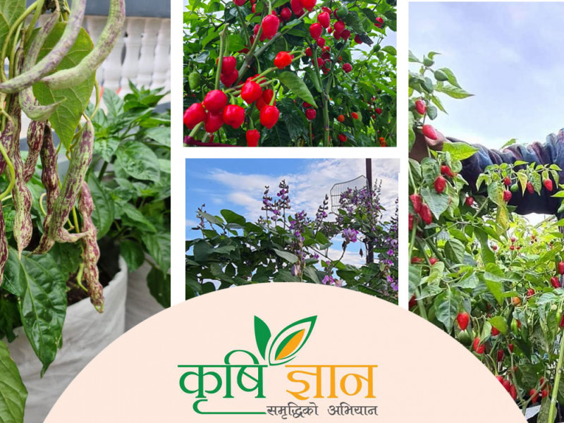 कौसीमा विश्वकै अग्लाे अकबरे खुर्सानी फलाएर गिनिज बुकमा नाम लेखाउने धाेकाे