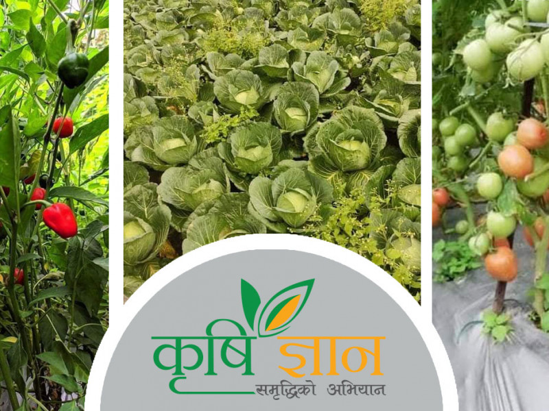 खाडीमा दुःख पाएका ज्ञवाली कृषिमा लागेपछि आफ्नै बारीमा उद्यमी