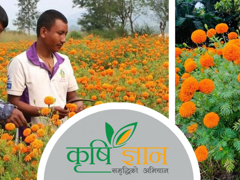 फूल खेतीले बारीमा मात्र हैन कतारबाट फर्केका लाेकेन्द्रकाे जीवनमा पनि छायाे सुवास