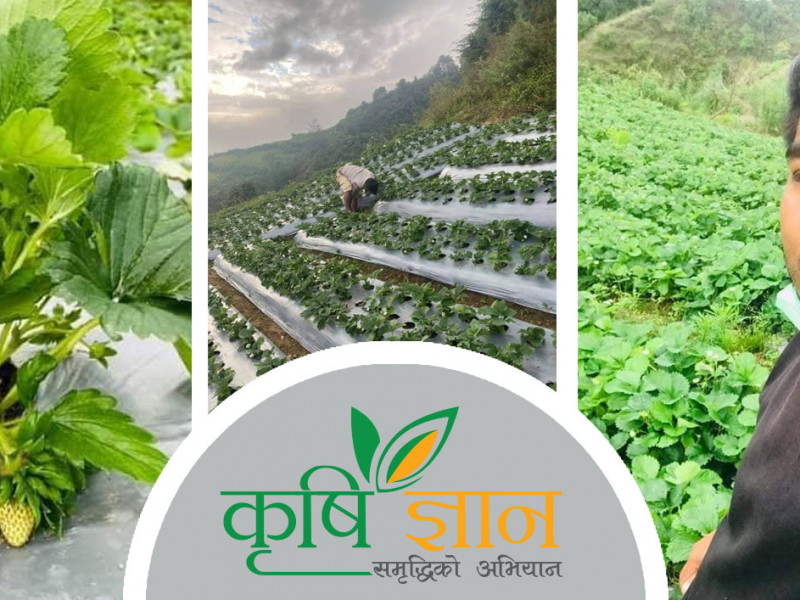 स्ट्रबेरी खेतीबाट वार्षिक नाै लाख बचत गर्ने छेसाङ भन्छन्- किसानकाे जीवनमा सुधार आउन थालेकाे छ