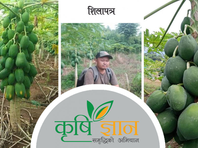 विद्यार्थी नेता आले भन्छन्- मेवा खेतीबाटै वार्षिक ३० लाख कमाउने हाे