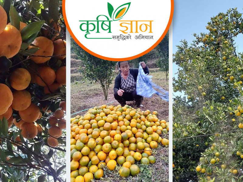 आफ्नै बारीका सुन्तला देखेर दंग छिन् फूलकुमारी