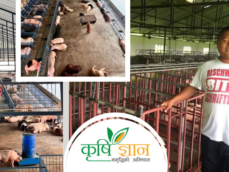 बंगुरपालनमा उदाहरणीय बनेका झापाका राईको वार्षिक डेढ करोड कमाइ