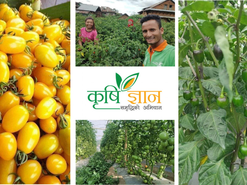 इजरायलमा उपहार पाएको ‘चेरी टमाटर’ नेपालमा फैलाउँदैछन् सशिन