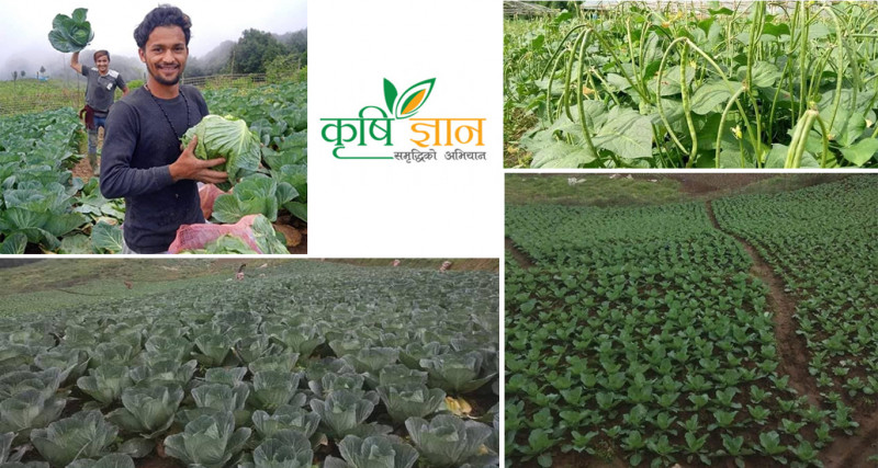 विदेशिने मोह छाडेर बारी पसेका प्रदीप, तरकारी बेचेरै वार्षिक १७ लाख कमाउँछन्