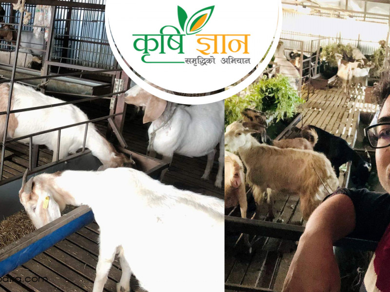 मरुभूमिमा हरियाे साग फलेको देखेपछि उनकाे मथिंगल हल्लियाे, अनि २ लाखकाे जागिर छाडेर स्वदेश हानिए