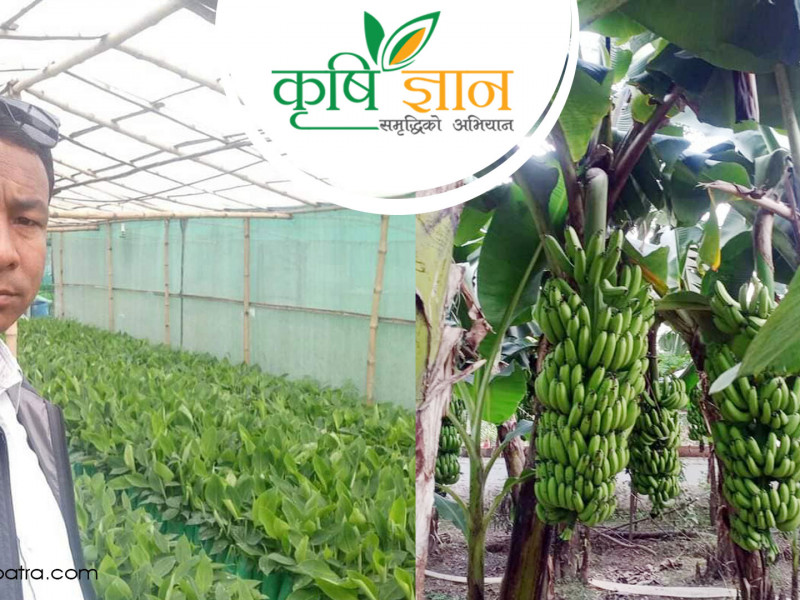 वार्षिक ३० लाखकाे केरा बेच्ने चाैधरी भन्छन्- माग धान्नै सकेकाे छैन