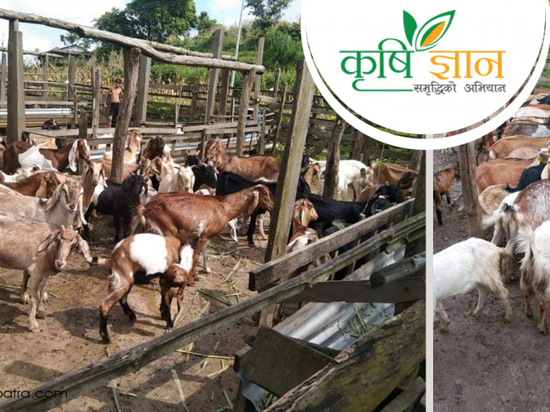 खसी बेच्ने खुसीराज भन्छन्- वर्षकाे १० लाख कमाउँछु