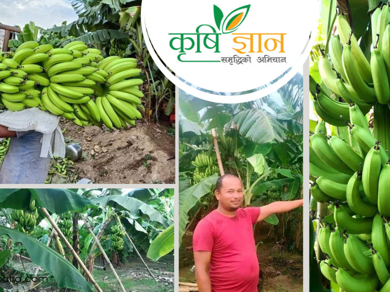 इजरायलमा केराखेती सिकेका चन्द्रको तरक्की, महिनैपिच्छे साढे २ लाख हातमा