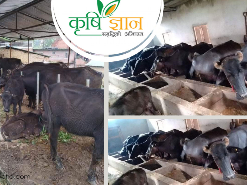 राजाको कम्पनीको जागिर छोडेर भैँसीपालनमा रमाएका राउत, बेच्छन् दैनिक ७ हजार रुपैयाँको दूध 