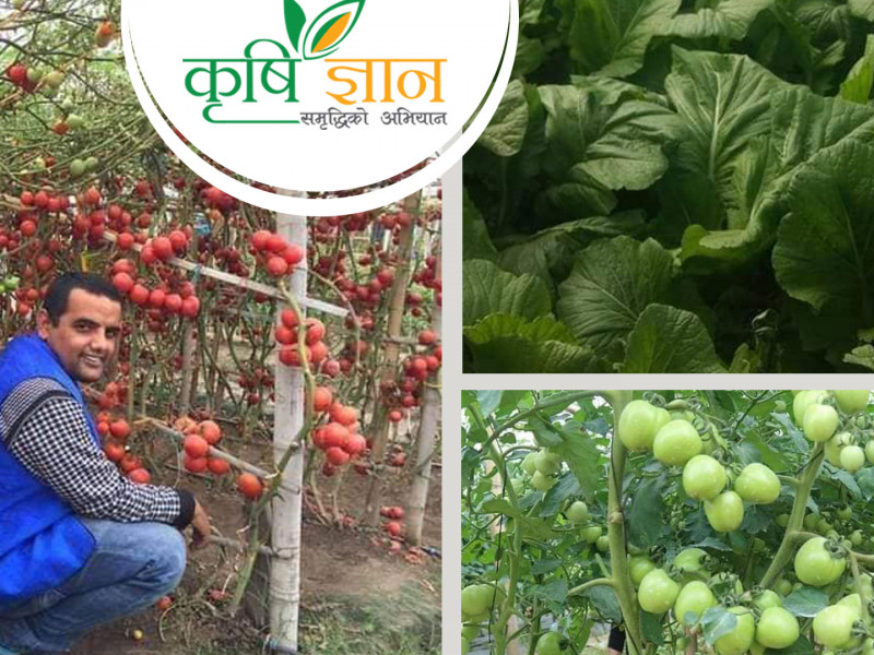 पर्यटन व्यवसाय छाडेर कृषिमा आएका रेग्मीको वार्षिक कमाइ १८ लाख