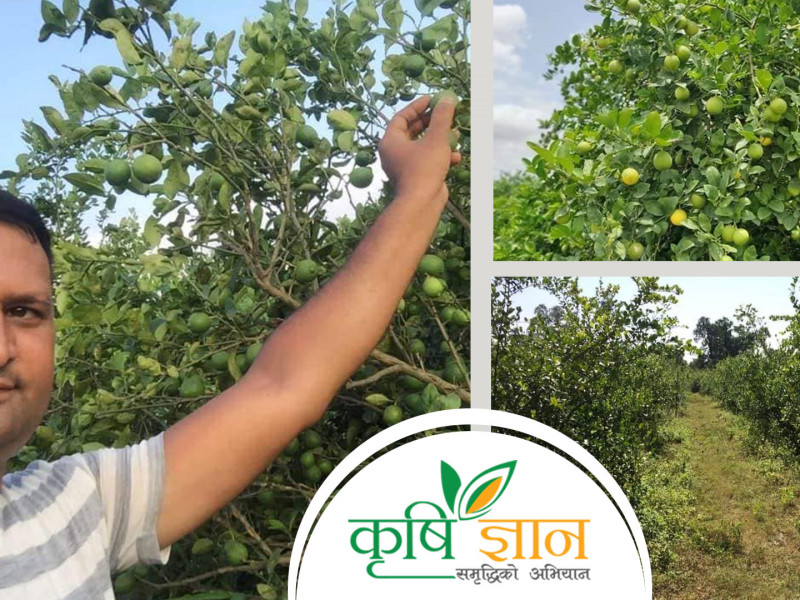 कलम छाडेर कागती खेतीमा लागेका अधिकारी भन्छन्– बाँझो जमिनमा पैसैपैसा