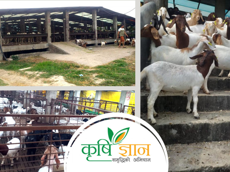 इन्जिनियरिङ छाडेर बाख्रापालन रोजेका खनालको वार्षिक कमाइ २० लाख