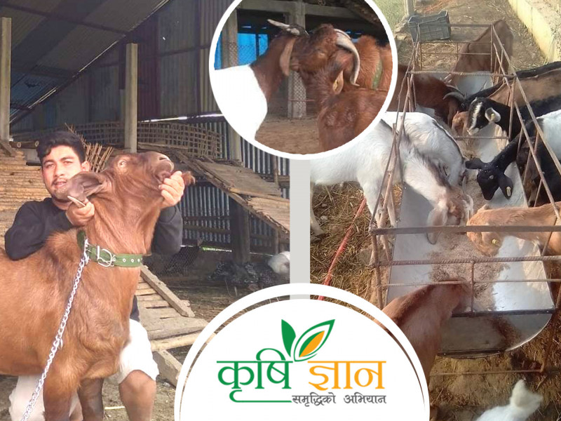 'कतारमा तलब मात्र थाप्थेँ, स्वदेशमा कृषिबाटै दोब्बर कमाउँछु'