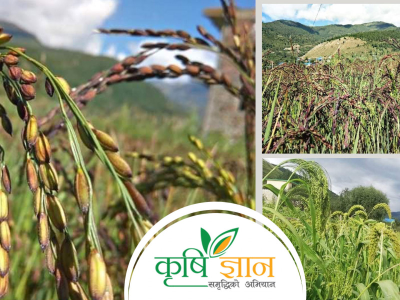 लोपोन्मुख मार्सी धानको संरक्षणमा जुटे जुम्ली किसान, उत्पादन बढाउन चुनाैती