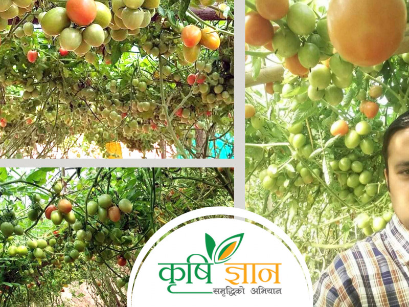 स्टेरिङ चलाएका हात कृषिमा रम्दै, मासिक डेढ लाख आम्दानी 