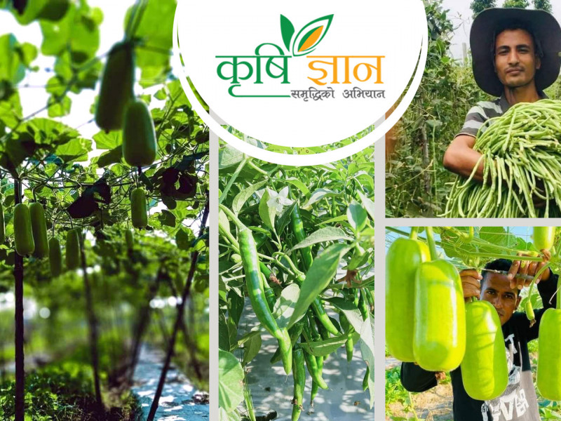 झापाका निर्मललाई तरकारी बेच्न भ्याइनभ्याइ, वार्षिक २० लाख आम्दानी