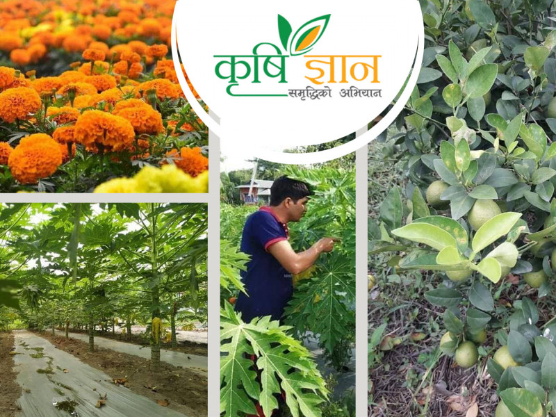 बालुवामा पैसा फलाइरहेका डिल्लीराजको गुनासाे- गोबर गन्हाउँछ भनेर अफवाह फैलाइदिन्छन्
