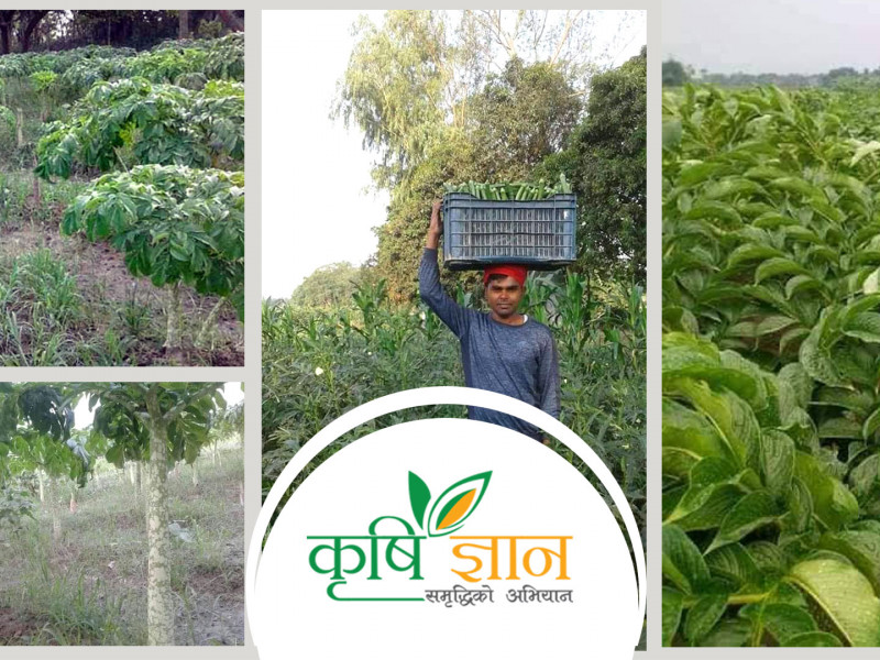 रौतहट मौलापुरका मुखियाको कृषि तरक्की : १५ वर्षदेखि बारीमा 'पैसा' रोप्दै–टिप्दै