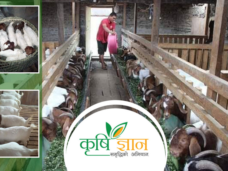 युरोपबाट ऋण बोकेर फर्किएका धनबहादुरले गाउँमै बाख्रा पालेपछि भयाे फलिफाप