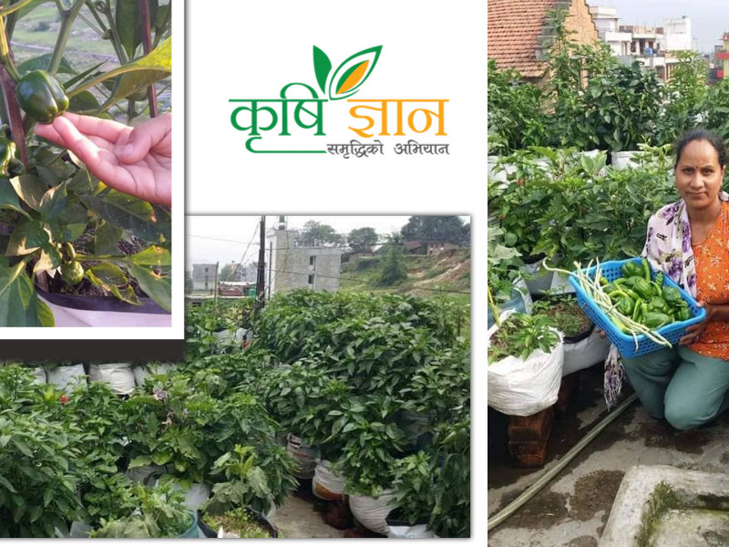 कौसीखेतीबाट दंग यमकुमारी भन्छिन्- पैसा र समय दुवै बचत