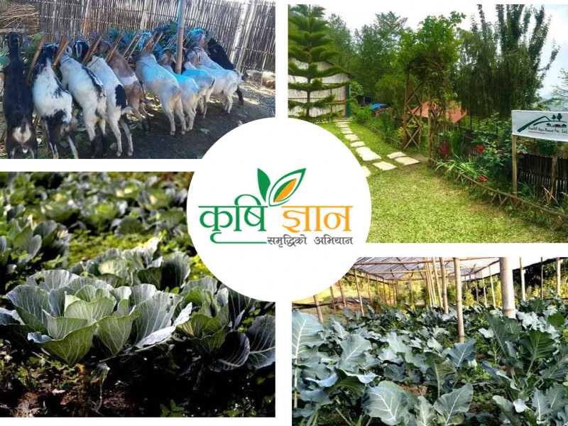 इन्जिनियरिङ पेसा छाडेर कृषिमा रमेका गड्तौँला भन्छन्- पर्यटक लाेभ्याउने सपना छ