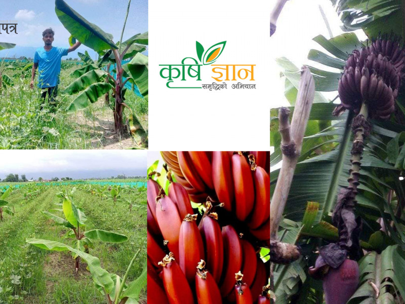 रातो केराखेतीमा जम्दै गरेका टेकेन्द्र भन्छन्- कृषिमा पैसा टिप्न परिश्रम पुगेकै छैन