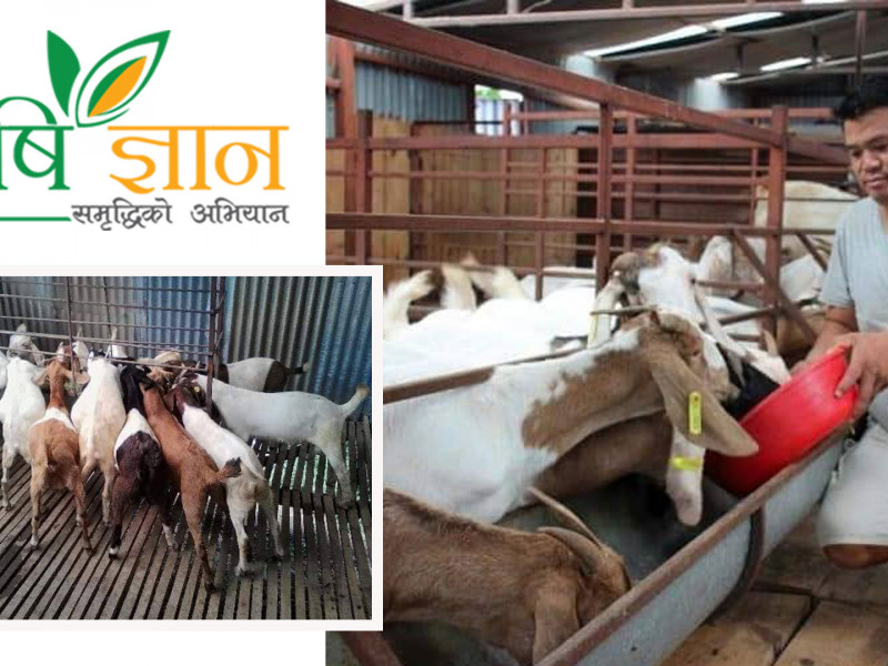 २ लाख लगानीबाट बाख्रापालन थालेका मीनबहादुर बने डेढ करोडका मालिक