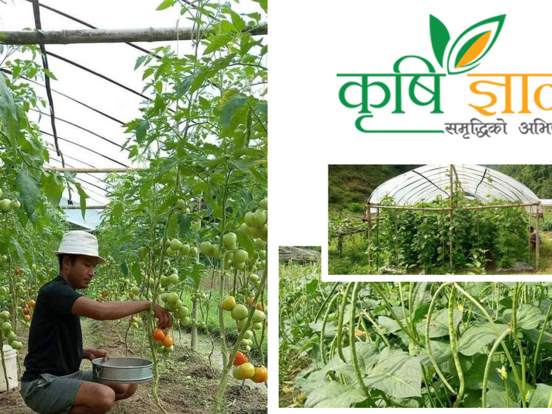 फर्निचरबाट डुबेका ‘प्रेम’ कृषिबाट उक्सिए, वार्षिक १५ लाखसम्म कमाउँदै