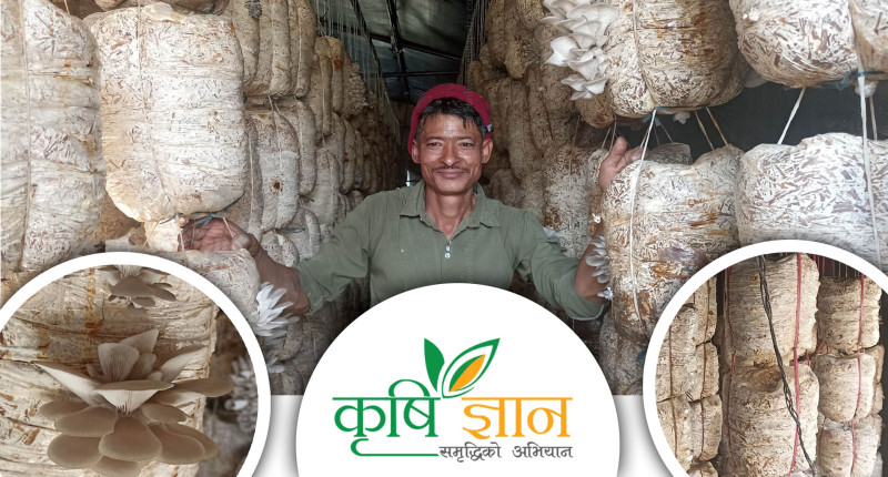 म्यानेजरले हपारेपछि विदेश जाने सपना त्यागेका इमानसिं च्याउखेतीबाट स्वदेशमै गर्छन्  करोडको कारोबार