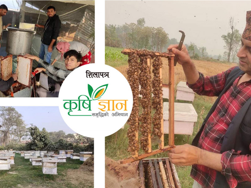 कोरियाबाट फर्केर मौरीपालन गरिरहेका ढकाल भन्छन्- मिहिनेत गरे कमाउन विदेशिनु पर्दैन