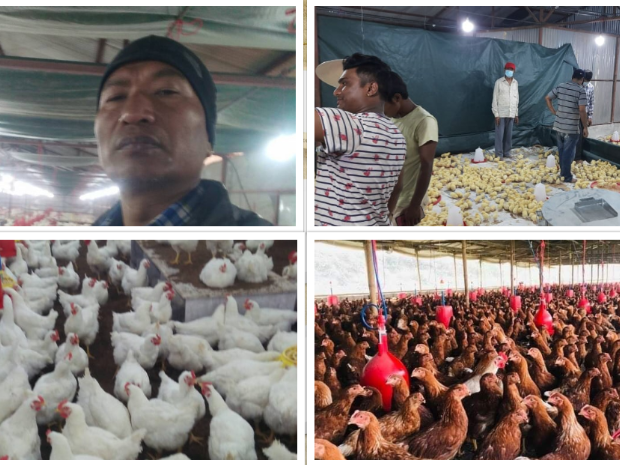 कृषि ज्ञान : 'गाउँमै कुखुरा पालेर कमाउँछु महिनाकाे एक लाख, त्यसैले मलाई साउदी कतार यै'